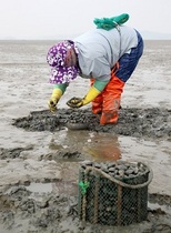 [NSP PHOTO]태안군, 바지락 본격 채취 시작