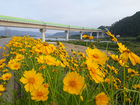 [NSP PHOTO]영덕 강구면 금호제방...활짝 핀 금계국 물결, 맑은 오십천과 환상적 풍경 콜라보