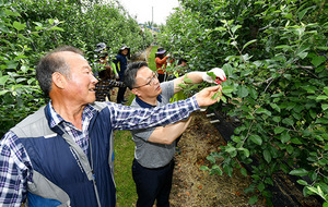 [NSP PHOTO]경북도청 공무원 및 유관기관 등... 지난해 우박피해농가 사과적과 지원