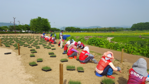 [NSP PHOTO]경주시, 새로운 관광명소 핑크뮬리 단지 확대 조성