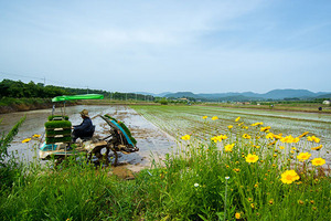 [NSP PHOTO]경북지역 농업인 행복지수 매년 상승, 참외 농가 행복도·만족도 높아