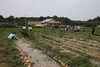 [NSP PHOTO]완주군 기획감사실 직원, 양파 수확 팔 걷어