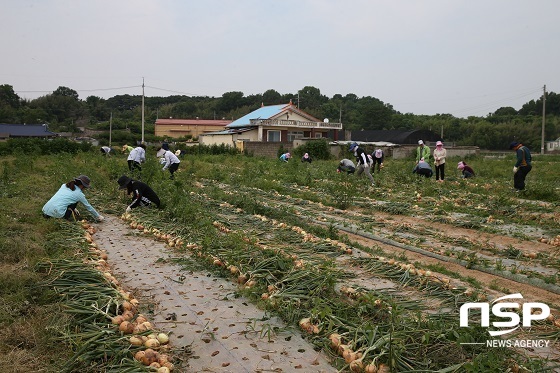 [NSP PHOTO]완주군 기획감사실 직원, 양파 수확 팔 걷어