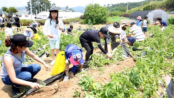 NSP통신-▲서산시가 오는 23일부터 24일까지 팔봉산 감자축제를 개최한다. (서산시)