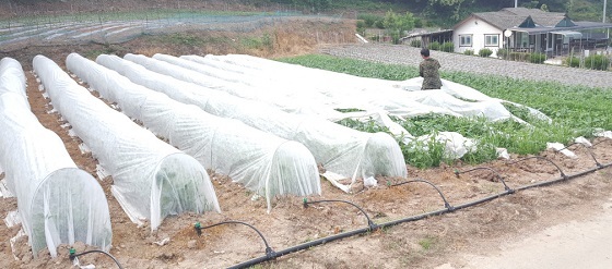 NSP통신-▲청양군이 농가소득 틈새작목으로 부직포를 활용한 참깨를 육성한다. (청양군)