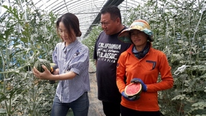 [NSP PHOTO]영암군, 애플수박 첫 수확···신소득 작목으로 농가소득증대 기여