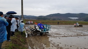 [NSP PHOTO]보령시, 벼 직파재배면적 끌어올린다