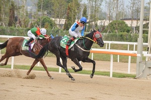 [NSP PHOTO][주간분석] 스포츠조선배, 국산마 실력자 등장할까