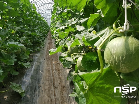 [NSP PHOTO]진안군, 염류장해 해결...킬레이트제 활용기술 보급