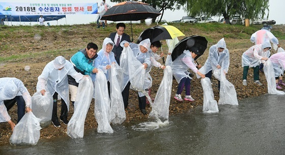 NSP통신-▲예산군이 예당저수지의 환경정화와 어족자원의 보호를 위해 토종붕어 74만여마리를 방류했다. (예산군)
