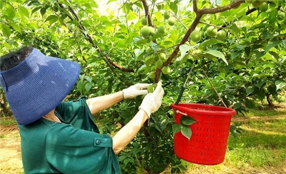 NSP통신-▲당진시가 오는 30일 제9회 순성 왕매실 축제를 개최한다. (당진시)
