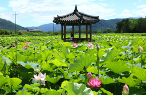 [NSP PHOTO]경주 여름 꽃의 향연...연꽃 향 가득한 동부사적지