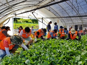 [NSP PHOTO]용인시 공무원들, 두창리서 열무수확 봉사 구슬땀
