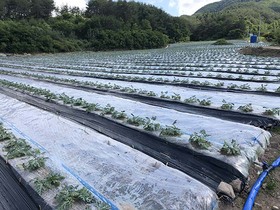 [NSP PHOTO]경북도, 밭작물공동경영체 육성 공모사업 3개소 추가선정... 국비 15억 확보