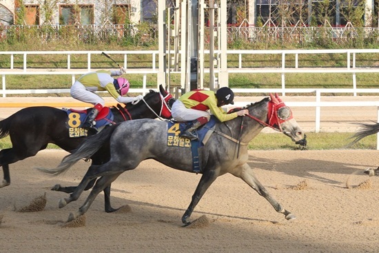 NSP통신-치열한 경주마 모습. (한국마사회)