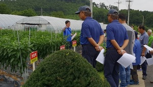 [NSP PHOTO]청양고추 우수성 전국에 알린다