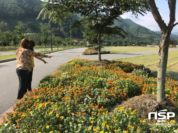 [NSP PHOTO]하동군, 화개골 백일홍 활짝