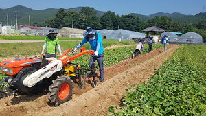 [NSP PHOTO]영덕군, 고구마 2기작재배 작형개발 추진