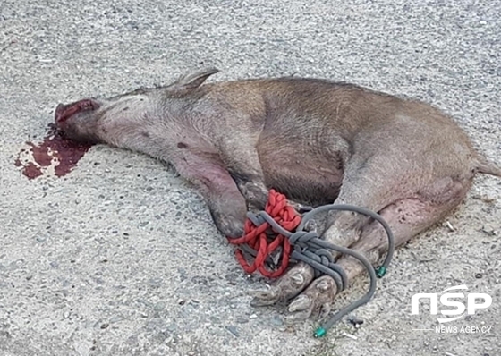 NSP통신-지난 22일 대구 수성구 일대를 돌아다니다 경찰에 의해 사살된 멧돼지의 사체 (대구지방경찰청)