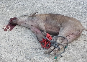 [NSP PHOTO]경찰, 심야시간 대구 수성구 일대 배회하던 멧돼지 사살