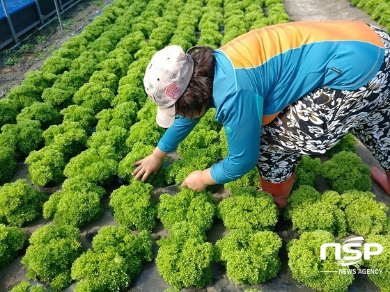 [NSP PHOTO]장수군, 고품질 샐러드채소 계약재배