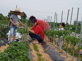 [NSP PHOTO]익산시, 주말가족농장 김장 채소 재배 교육