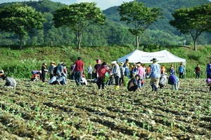 [NSP PHOTO]장성군, 장성 황룡강 노란꽃잔치 해바라기 정원 업그레이드