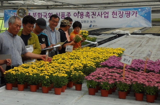 NSP통신-6일 용인 남사면에서 분화국화 신품종 이용촉진사업 현장평가가 개최되고 있다. (경기도)