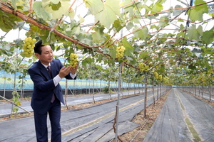 [NSP PHOTO]영암군, 포도 샤인머스켓 첫 출하