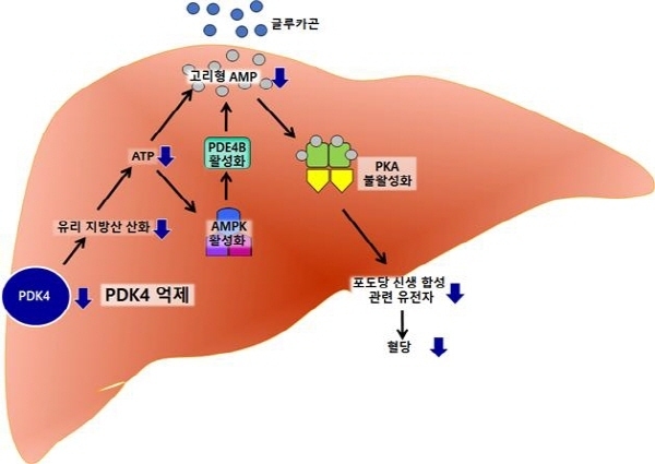 NSP통신-PDK4가 억제된 상황에서 감소하는 포도당 신생 합성 경로 (경북대학교병원)