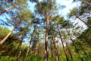 [NSP PHOTO]울진 금강소나무 숲, 문체부 가을여행주간 상품 선정
