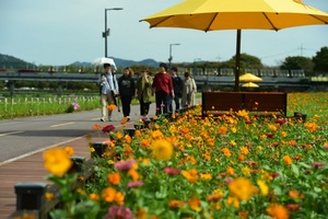 [NSP PHOTO]장성군, 오는 12일  장성 황룡강 노란꽃잔치  팡파르