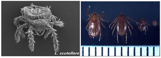 NSP통신-쯔쯔가무시증매개 털진드기(왼쪽)와 SFTS매개 작은소피참진드기 모습. (시흥시)