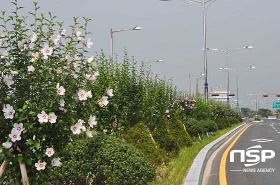 NSP통신-무궁화도시 완주군은 나라꽃 알리기와 나라사랑 고취를 위해 주요 도로변과 무궁화테마식물원, 무궁화동산에 7만4100여 주의 무궁화를 식재·관리해 오고 있다.