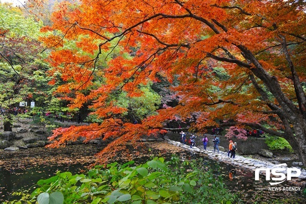 -장성군 백양사 애기단풍. (장성군)