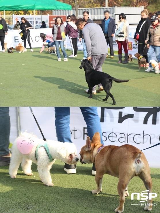 NSP통신-10일 이웅종 교수가 봉담읍 분천리에 위치한 이삭애견훈련소에서 반려견과 함께하는 명량운동회를 개최했다. (이주현 기자)