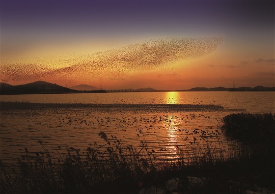 NSP통신-▲서천군이 오는 16일부터 2018년 서천·군산 금강철새여행을 개최한다. (서천군)