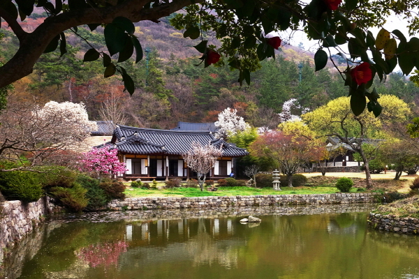 NSP통신-진도군 관광사진전국공모전 금상작 운림산방의 봄빛 (진도군)