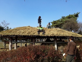 [NSP PHOTO]전남 함평군 월야면, 초가지붕 이엉잇기 작업 한창