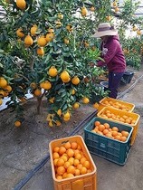 [NSP PHOTO]구미시농업기술센터, 실증시험재배 황금향 수확