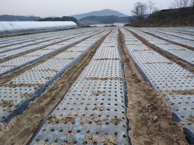 [NSP PHOTO]정읍시농기센터, 겨울철 마늘·양파 재배 관리 당부