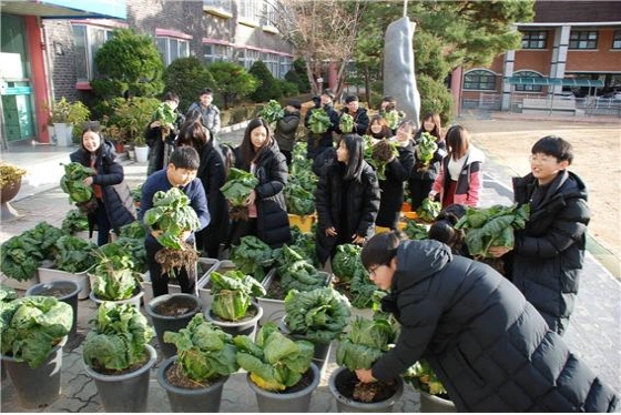 NSP통신-5일 수원 화양초등학교 에서는 학생들이 키운 상자텃밭에서 재배한 배추를 수확했다. (수원 화양초등학교)