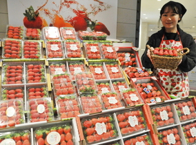[NSP PHOTO]롯데백화점 대구점, 비타민C 풍부한 설향 딸기 한가득