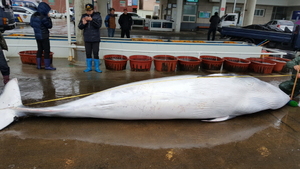 [NSP PHOTO]포항 호미곶 해상서 바다에 로또 밍크고래 혼획...3700만원 위판