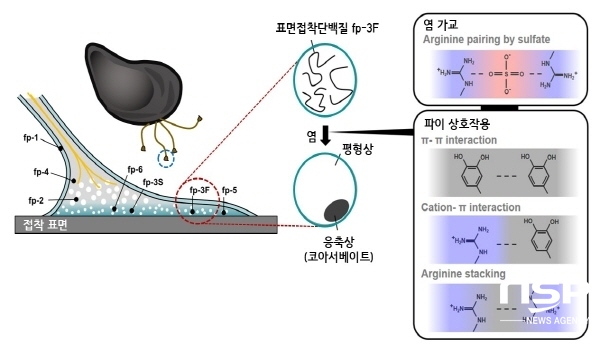 NSP통신-코아서베이션 초기 수중 접착 메커니즘 (포스텍)