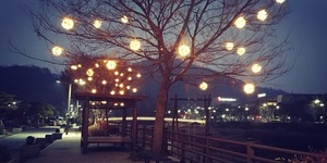 [NSP PHOTO]전주시, 한옥마을 천동로 느티나무에 야간조명 설치