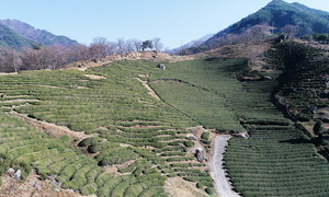 [NSP PHOTO]하동군, 東亞농업유산 국제컨퍼런스 열린다