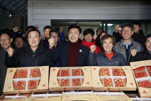 [NSP PHOTO]세계가 인정한 맛 보성 딸기 싱가포르로 수출