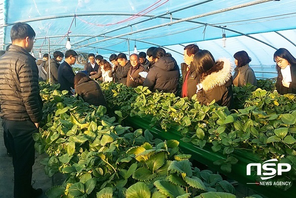 NSP통신-담양군이 최근 실시한 딸기 신품종 설명회. (담양군)