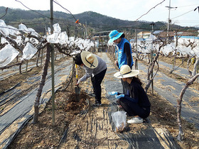 [NSP PHOTO]경북도내 과수원 토양, pH․유기물 함량 적정... 유효인산․칼슘은 다소 높아